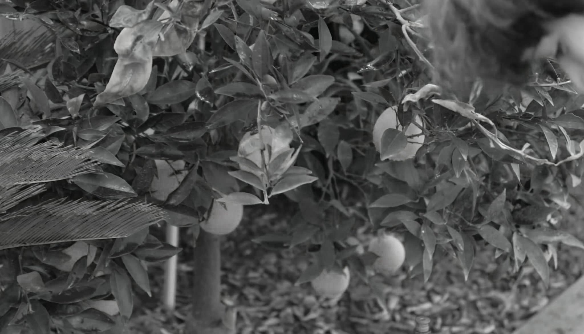Oranges